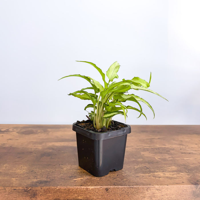 Syngonium Silver Fox | The Plant Boys