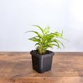Syngonium Silver Fox | The Plant Boys