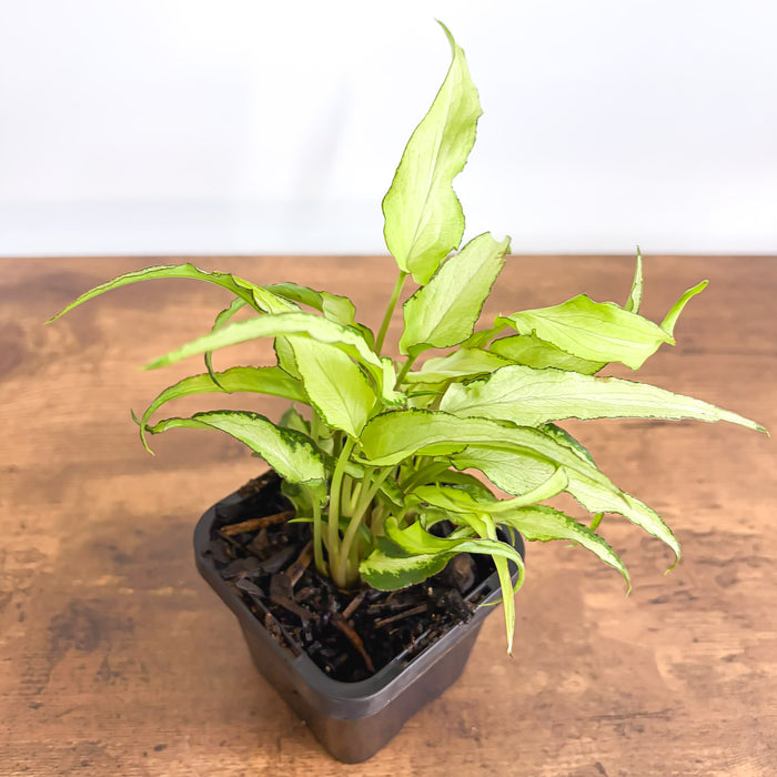 Syngonium Silver Fox | The Plant Boys