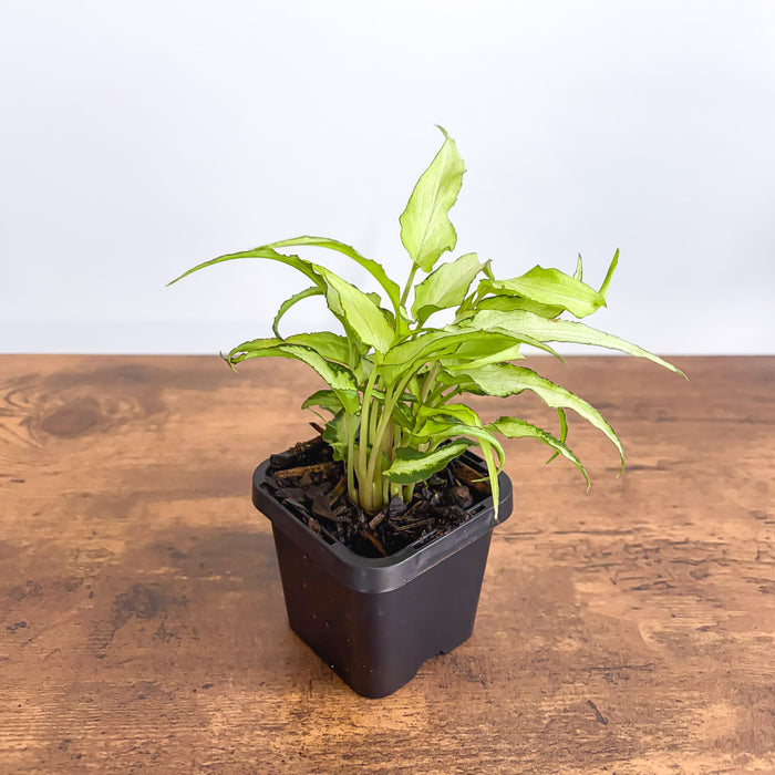 Syngonium Silver Fox | The Plant Boys