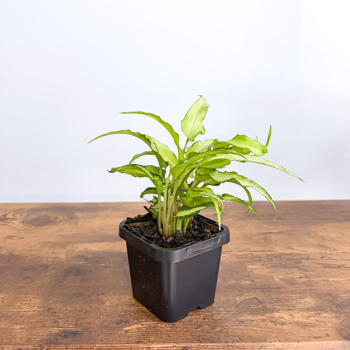Syngonium Silver Fox | The Plant Boys