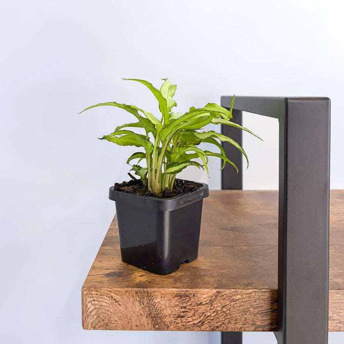 Syngonium Silver Fox | The Plant Boys