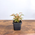 Syngonium T1510 | The Plant Boys