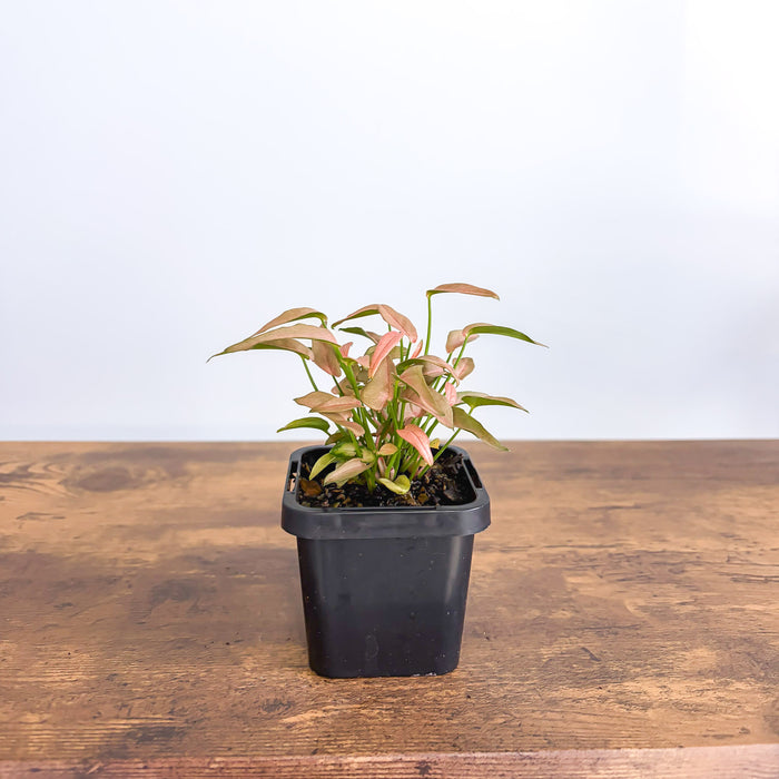 Syngonium T1510 | The Plant Boys