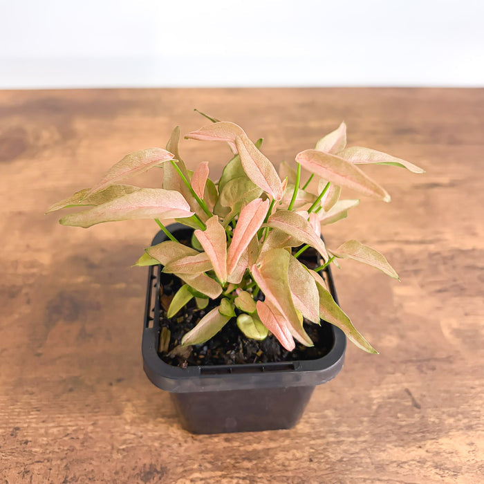 Syngonium T1510 | The Plant Boys