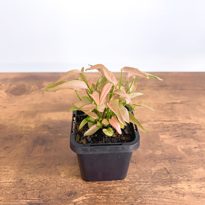 Syngonium T1510 | The Plant Boys
