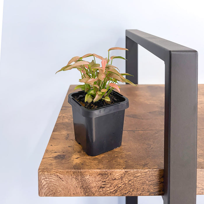 Syngonium T1510 | The Plant Boys