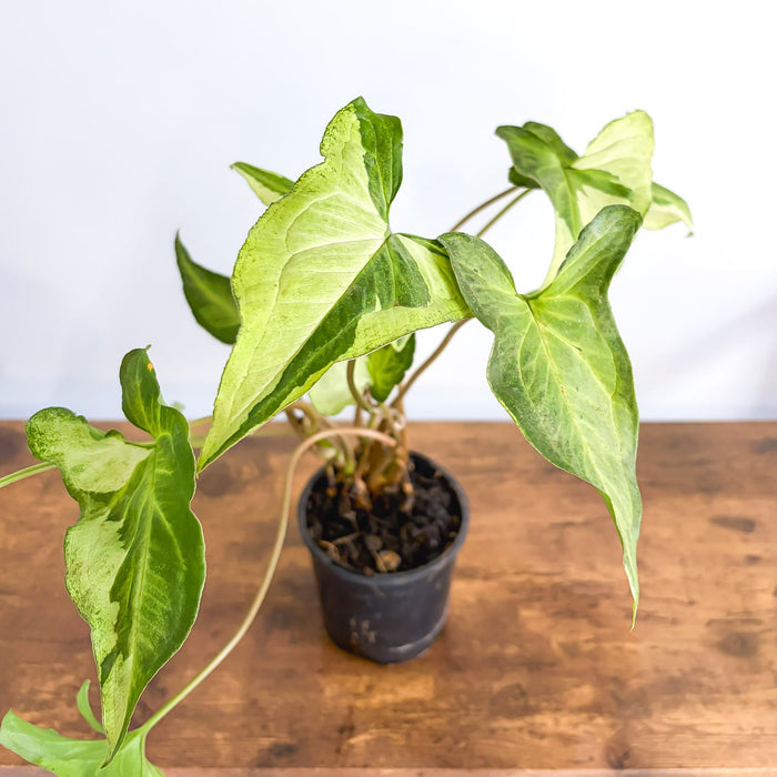 Syngonium Three Kings | The Plant Boys