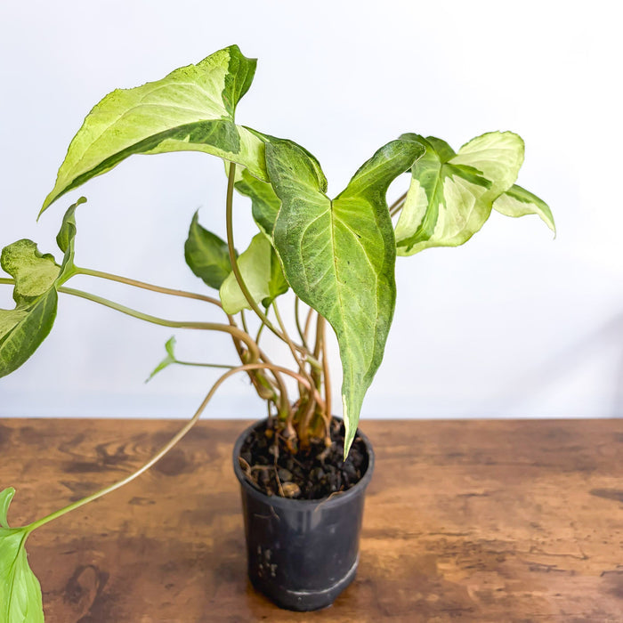 Syngonium Three Kings | The Plant Boys