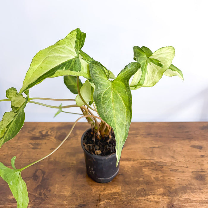 Syngonium Three Kings | The Plant Boys