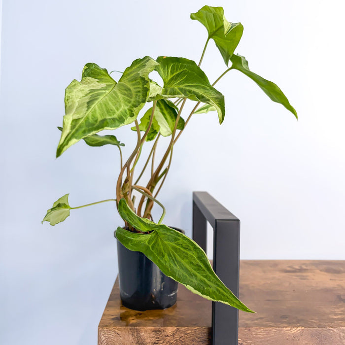 Syngonium Three Kings | The Plant Boys