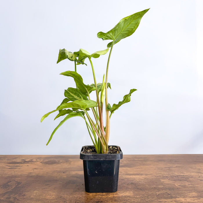 Syngonium Three Kings | The Plant Boys