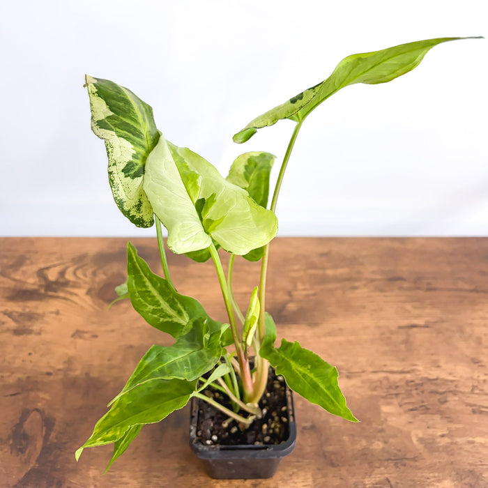 Syngonium Three Kings | The Plant Boys