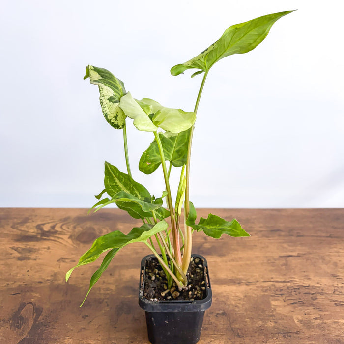 Syngonium Three Kings | The Plant Boys