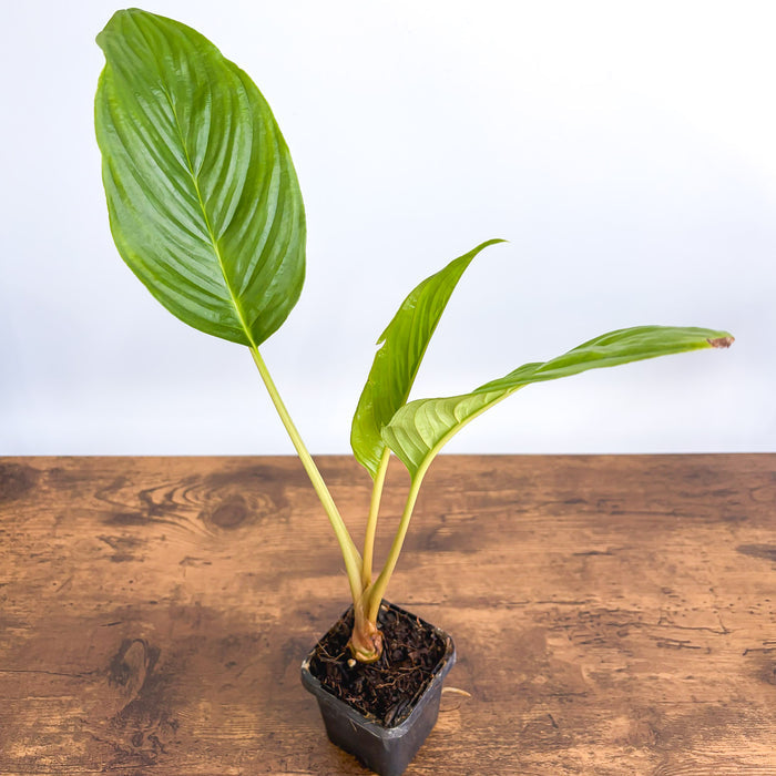 Tacca Black Bat Plant | The Plant Boys