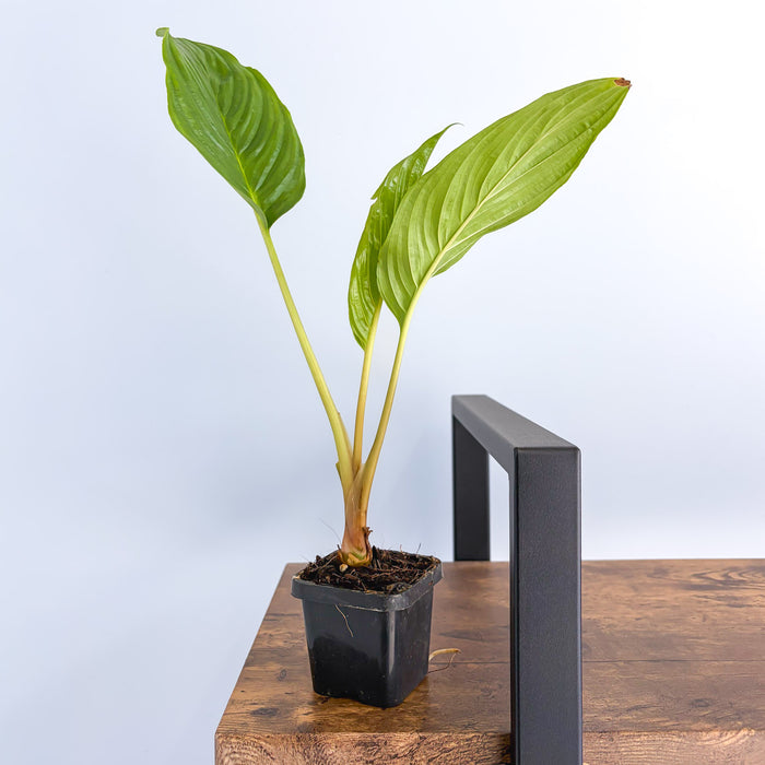 Tacca Black Bat Plant | The Plant Boys