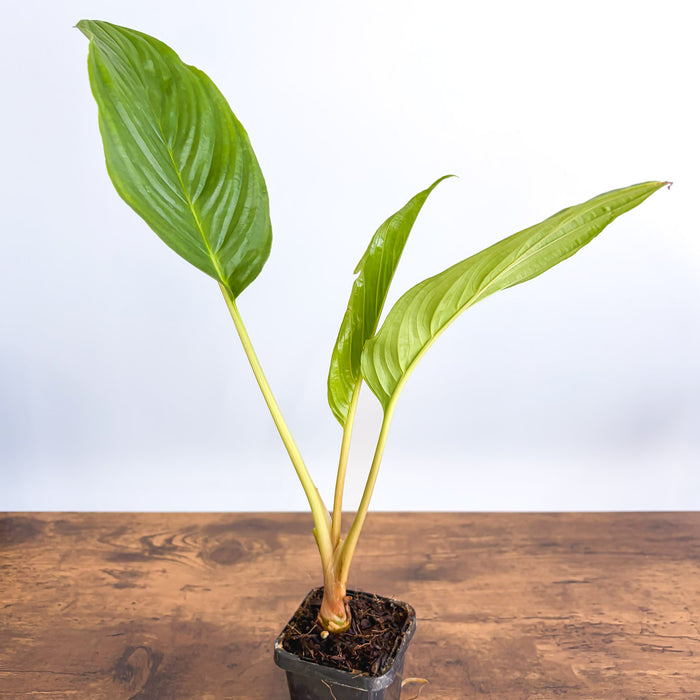 Tacca Black Bat Plant | The Plant Boys