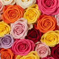 Three Roses - coordinating colors – BUEHLER'S FLORAL, Wooster OH