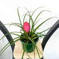 Tillandsia Cyanea Pink Quill
