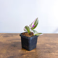 Tradescantia Bubblegum Lilac | The Plant Boys