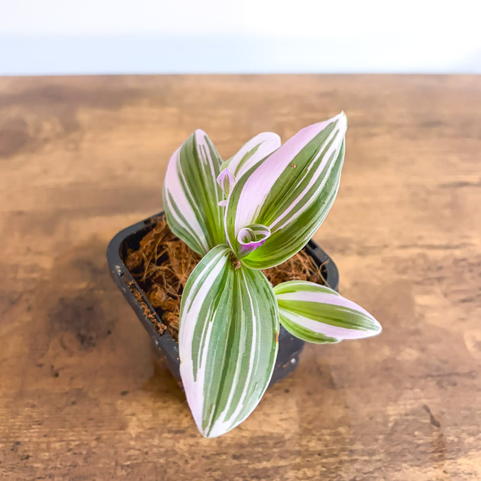 Tradescantia Bubblegum Lilac | The Plant Boys