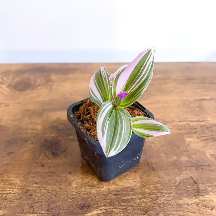 Tradescantia Bubblegum Lilac | The Plant Boys