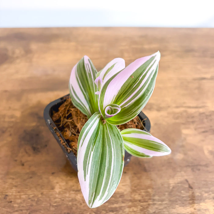 Tradescantia Bubblegum Lilac | The Plant Boys