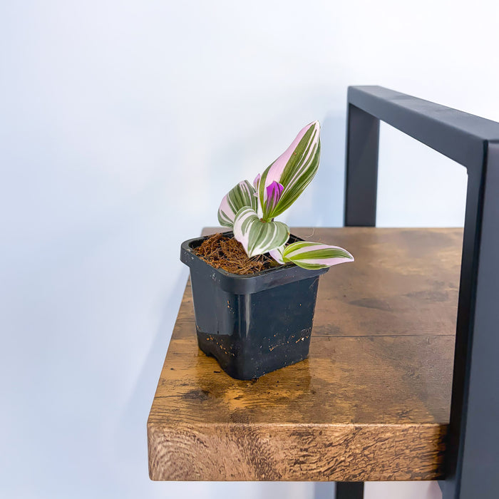 Tradescantia Bubblegum Lilac | The Plant Boys