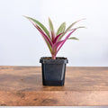 Tradescantia Spathacea Tricolour | The Plant Boys