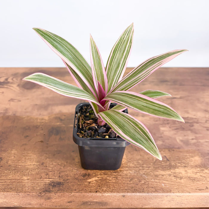 Tradescantia Spathacea Tricolour | The Plant Boys
