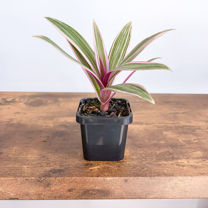 Tradescantia Spathacea Tricolour | The Plant Boys