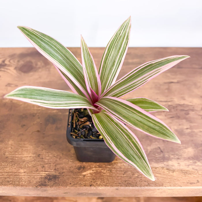 Tradescantia Spathacea Tricolour | The Plant Boys
