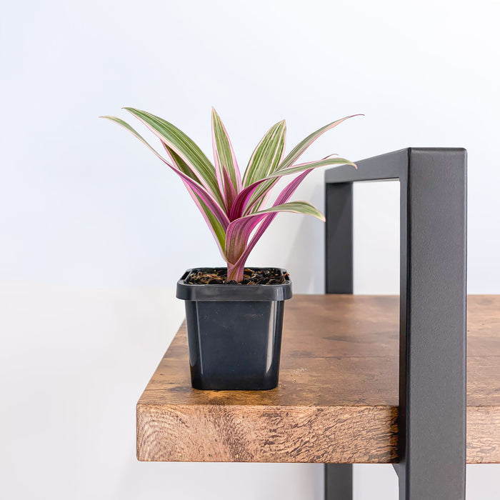 Tradescantia Spathacea Tricolour | The Plant Boys
