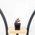 Tradescantia Zebrina Purple