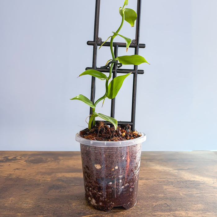 Vanilla Orchid Planifolia | The Plant Boys