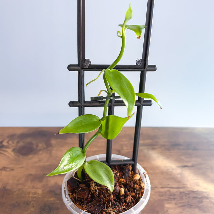 Vanilla Orchid Planifolia | The Plant Boys