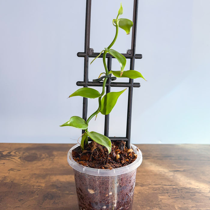 Vanilla Orchid Planifolia | The Plant Boys
