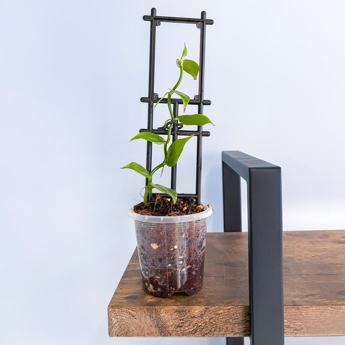 Vanilla Orchid Planifolia | The Plant Boys