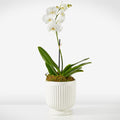 Whispering White Orchid – BUEHLER'S FLORAL, Wooster OH