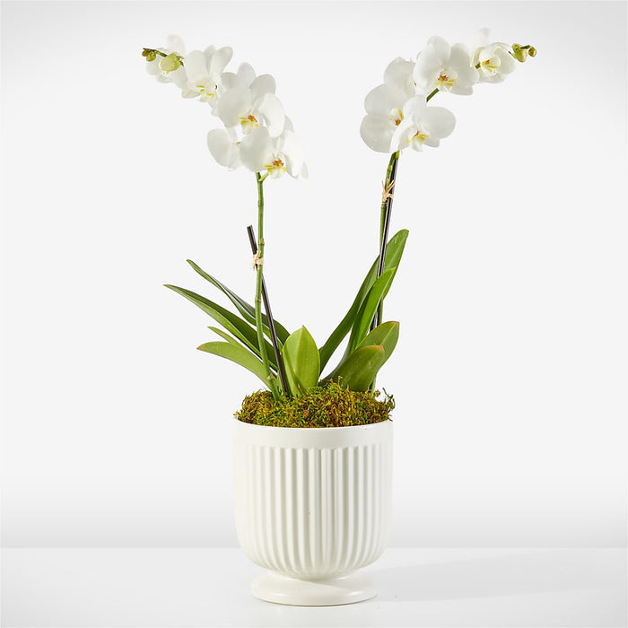 Whispering White Orchid – BUEHLER'S FLORAL, Wooster OH