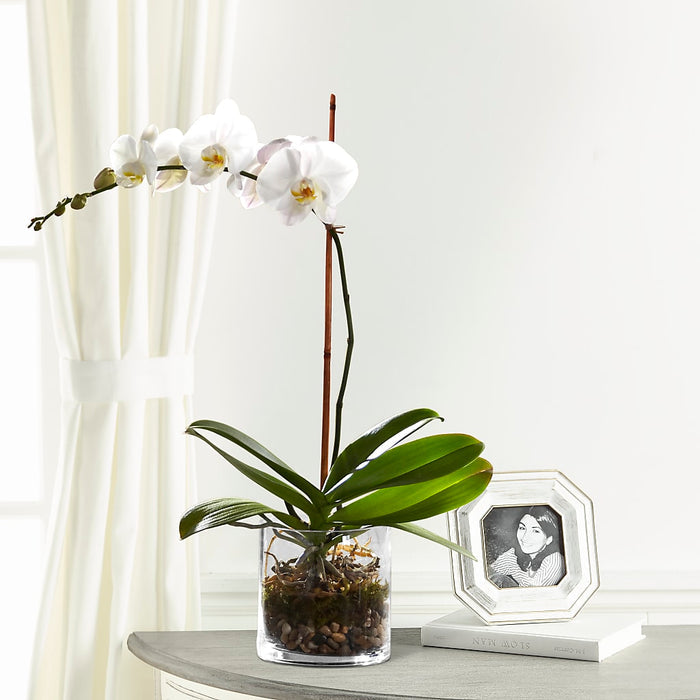 White Orchid Planter – BUEHLER'S FLORAL, Wooster OH