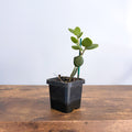 Xerosicyos Danguyi Silver Dollar Vine | The Plant Boys