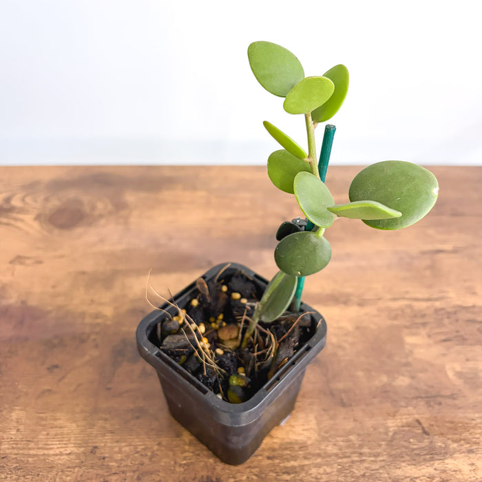 Xerosicyos Danguyi Silver Dollar Vine | The Plant Boys