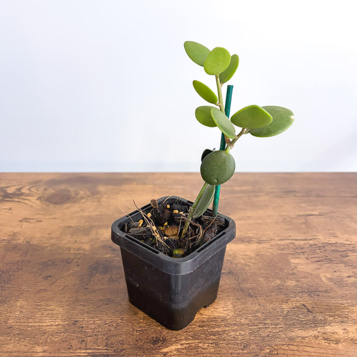 Xerosicyos Danguyi Silver Dollar Vine | The Plant Boys