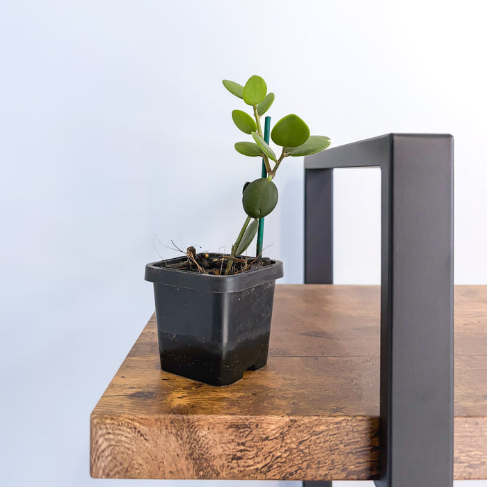 Xerosicyos Danguyi Silver Dollar Vine | The Plant Boys