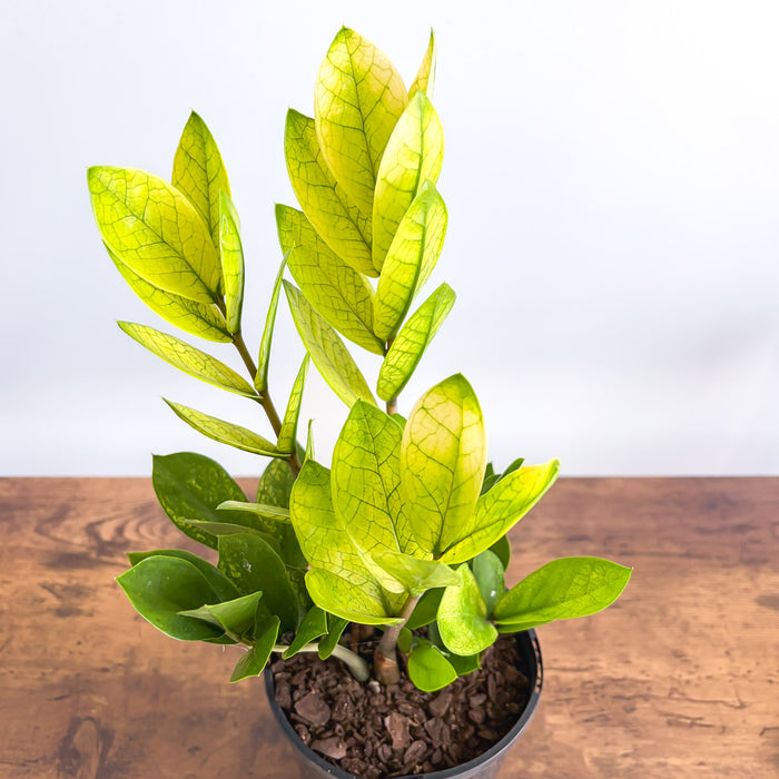 Zanzibar Akebono | The Plant Boys