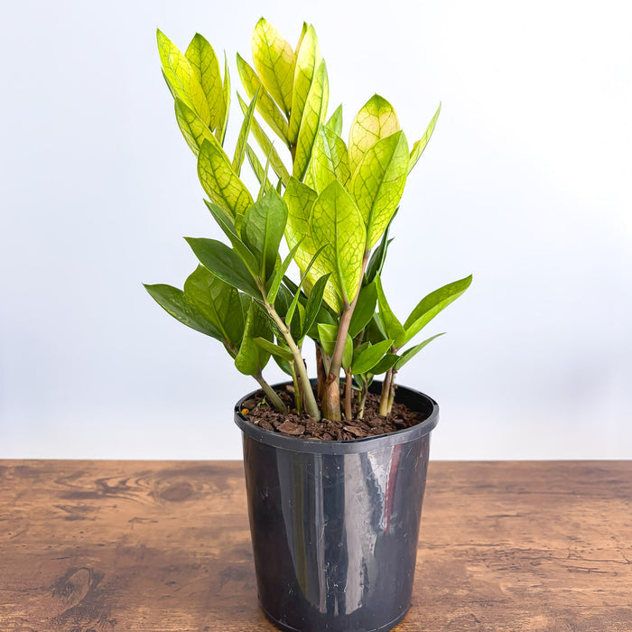 Zanzibar Akebono | The Plant Boys
