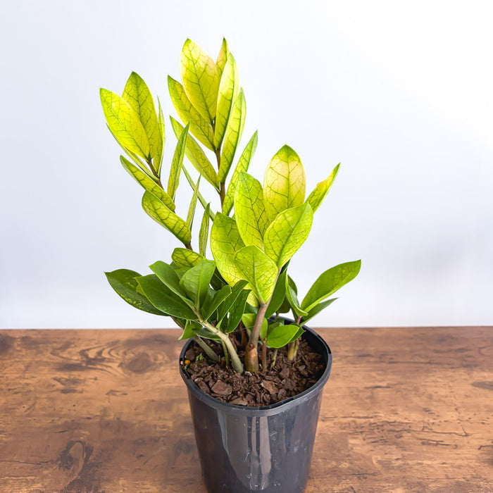 Zanzibar Akebono | The Plant Boys