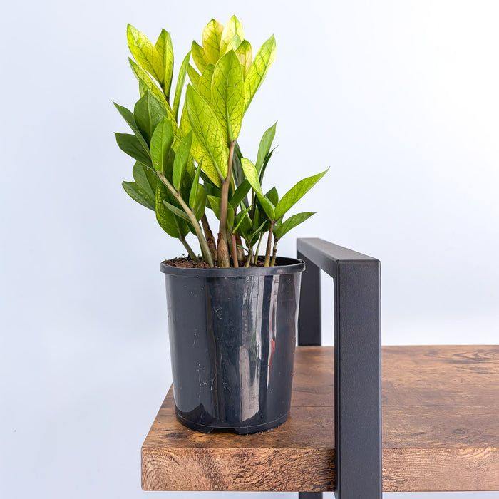 Zanzibar Akebono | The Plant Boys