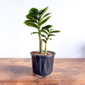 Zanzibar Zenzii | The Plant Boys